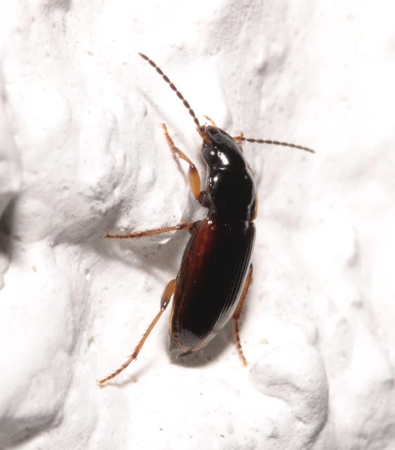 Stenolophus mixtus - közönséges turzásfutó