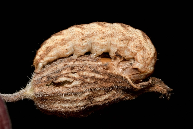 Hadena