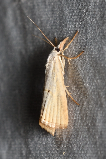Xanthocrambus saxonellus - sárga fűgyökérmoly