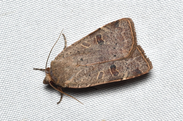 Noctua comes - kis sárgafűbagoly