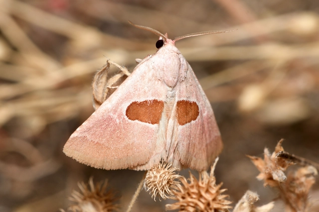 Calymma communimacula - pajzstetűfaló bagoly