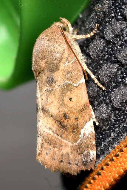 Cosmia affinis - barna lombbagoly