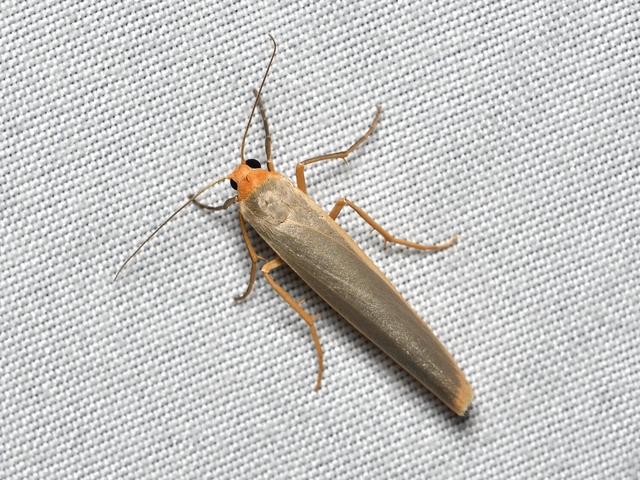 Eilema complana - közönséges zuzmószövő