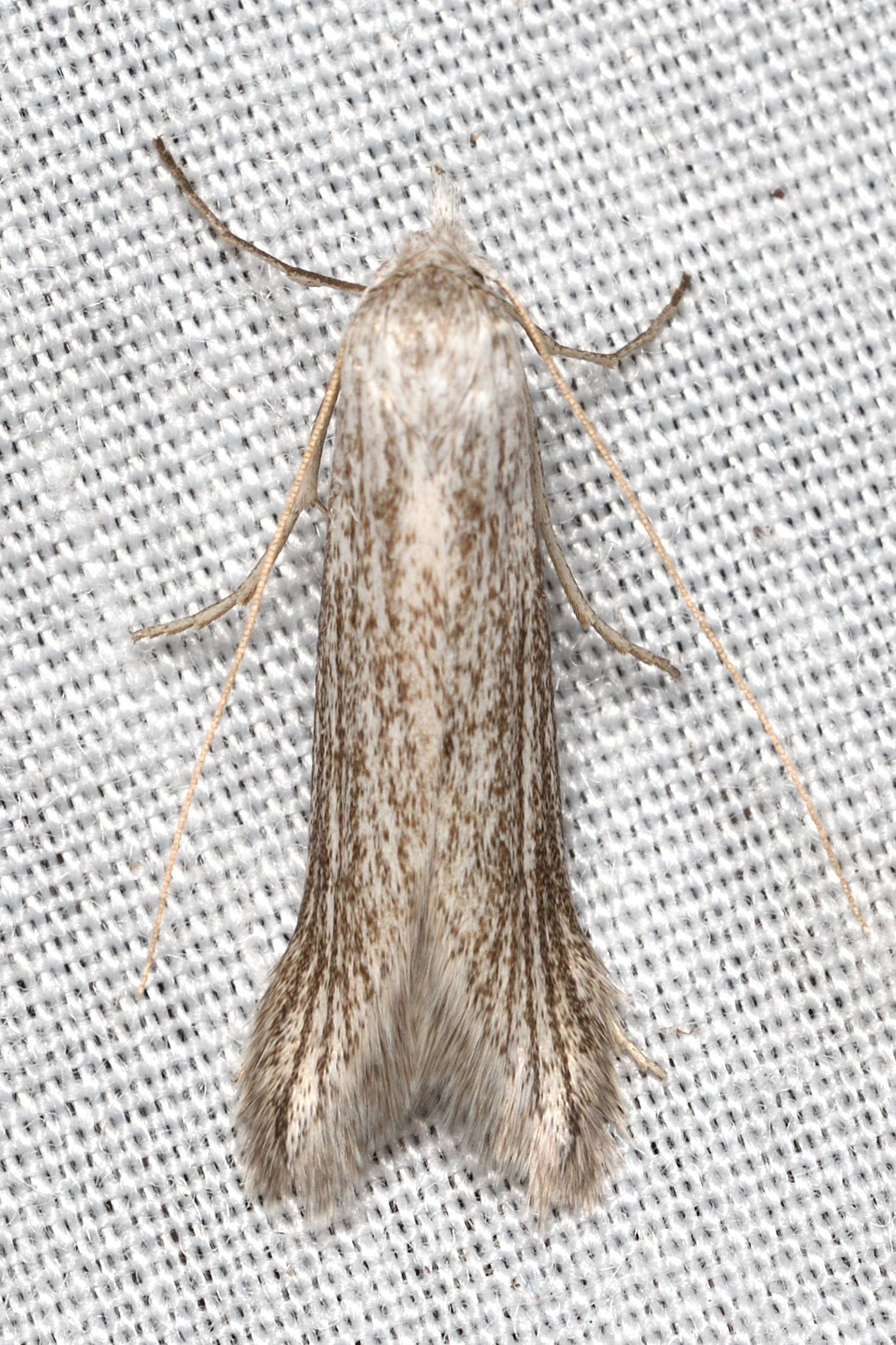 Pterolonche