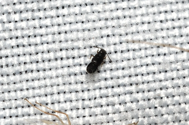 Anotylus rugosus - rovátkáshátú korhóholyva Anotylus rugosus - rovátkáshátú korhóholyva