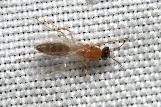 Colobopsis truncata - kapushangya