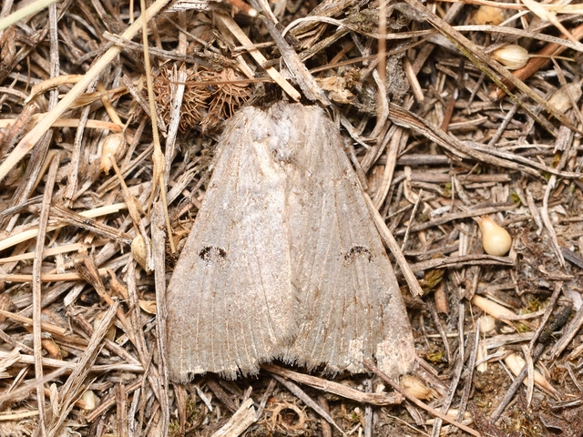 Lygephila craccae - gyakori csüdfűbagoly