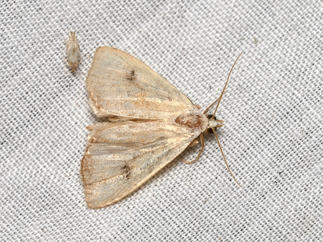 Rivula sericealis - selymes lórombagoly