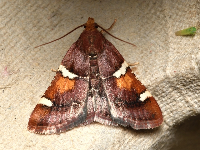 Pyralis regalis - pompás fényilonca