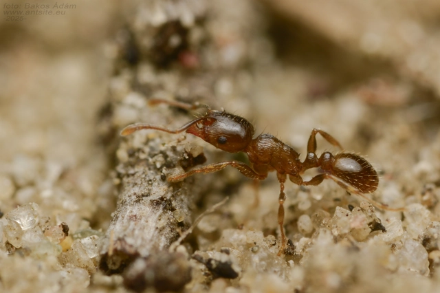 Tetramorium hungaricum - magyar gyepihangya