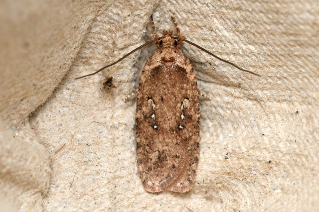 Agonopterix