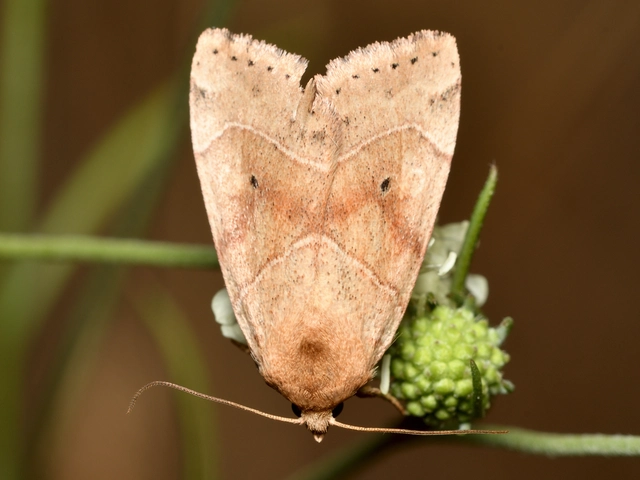 Cosmia trapezina - közönséges lombbagoly