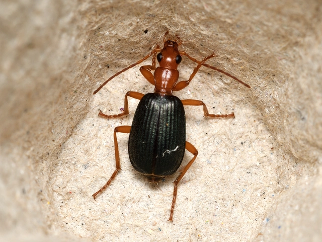 Brachinus ejaculans - bordás pöfögőfutó