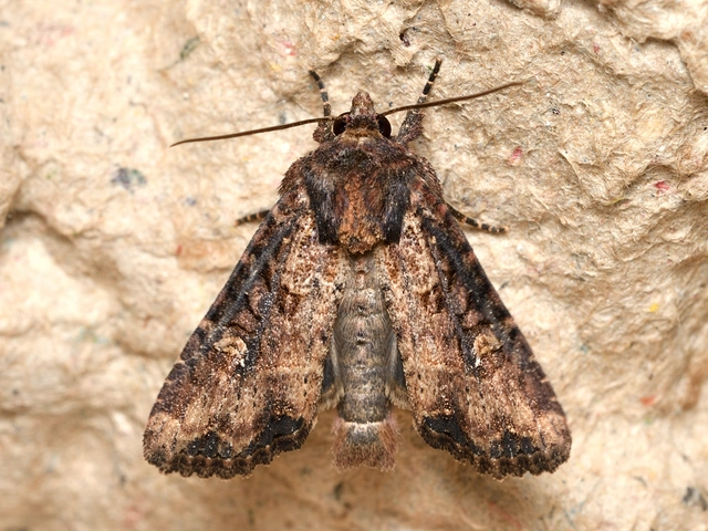 Mesapamea secalella/secalis