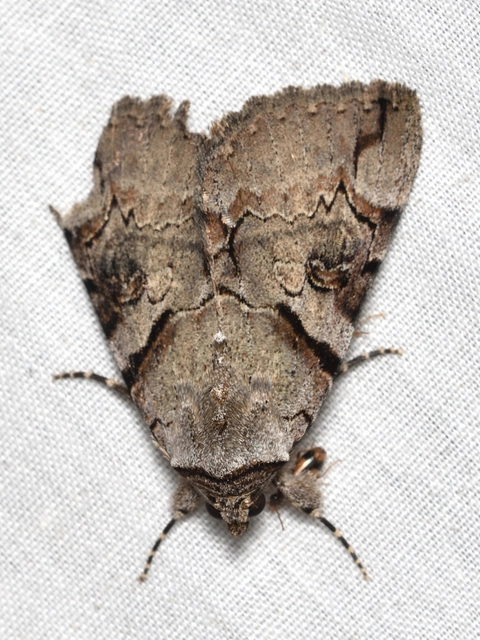 Catocala hymenaea - kökény-övesbagoly