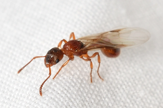 Myrmica