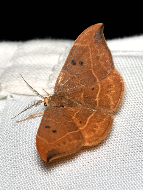 Watsonalla binaria - tölgyfa-sarlósszövő
