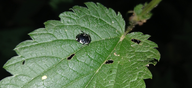 Tritomegas sexmaculatus - hatfoltos földipoloska