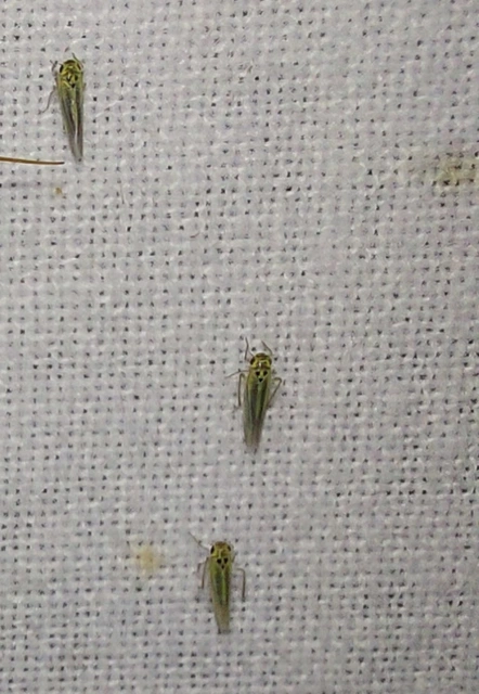 Zyginidia pullula