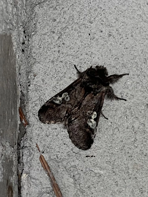 Diloba caeruleocephala - őszi kékesbagoly