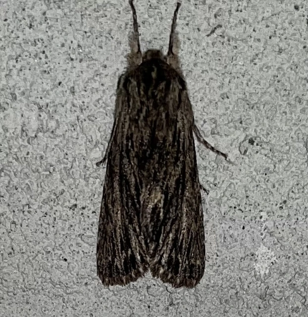 Asteroscopus sphinx - csillagnéző bundásbagoly