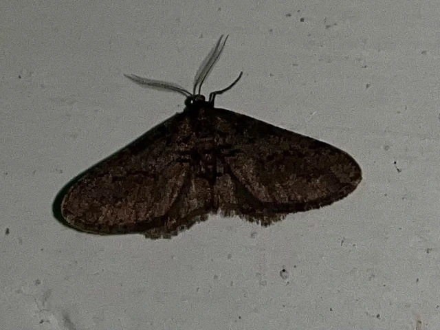 Agriopis bajaria - kökény-téliaraszoló