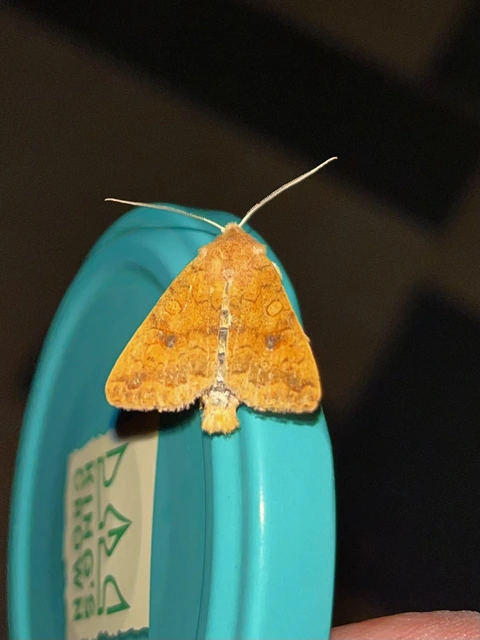 Sunira circellaris - okkersárga őszibagoly