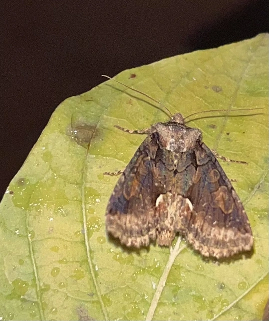 Allophyes oxyacanthae - galagonyabagoly