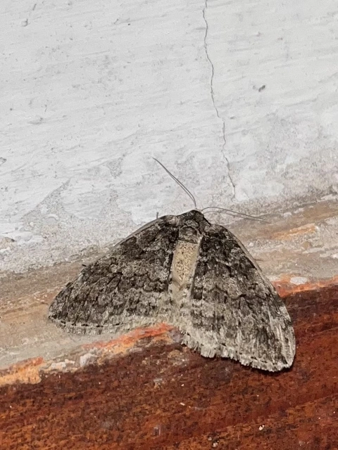 Epirrita christyi/dilutata