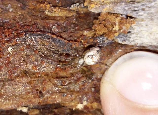 Metellina segmentata/mengei