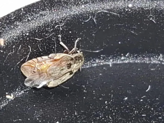 Megabruchidius tonkineus - tarka lepényfazsizsik