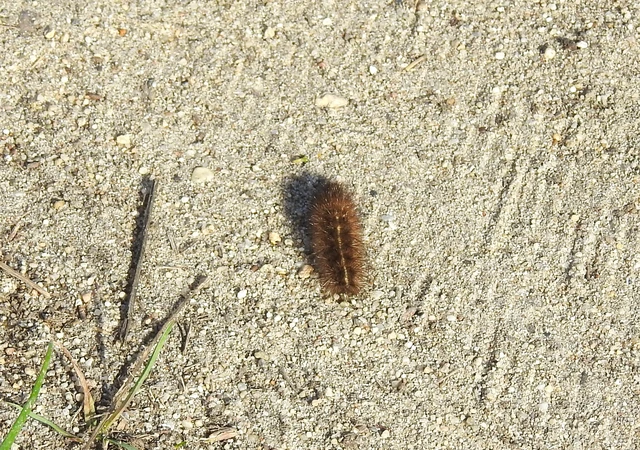 Phragmatobia fuliginosa - füstös medvelepke