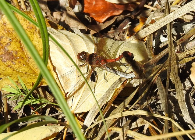 Sympetrum striolatum - harántsávos katona-szitakötő