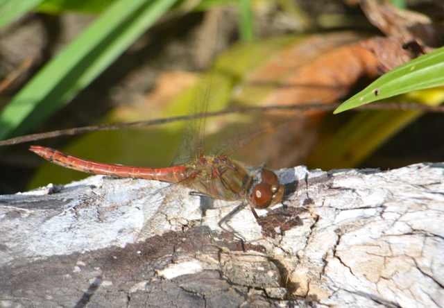 Sympetrum striolatum - harántsávos katona-szitakötő