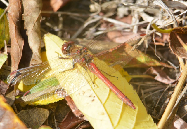 Sympetrum striolatum - harántsávos katona-szitakötő