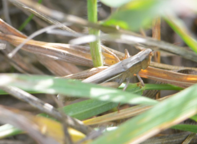 Chorthippus (Chorthippus) (subgenus)
