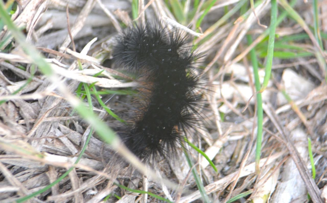 Hyphoraia aulica - barna medvelepke