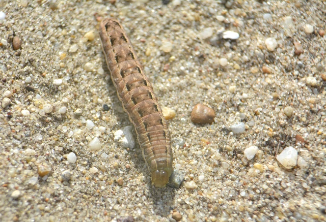 Hadula trifolii - lóherebagoly