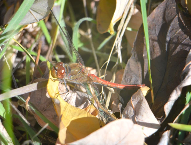 Sympetrum striolatum - harántsávos katona-szitakötő
