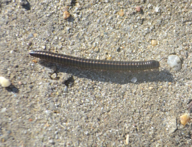 Diplopoda - Ikerszelvényesek