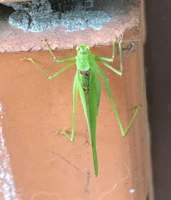 Phaneroptera nana - pontozott repülőszöcske