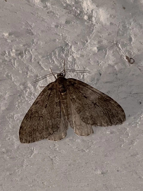 Epirrita christyi/dilutata