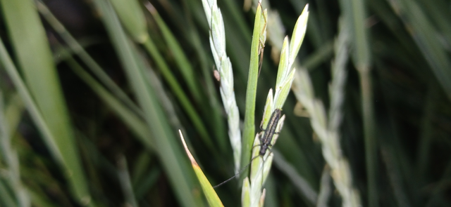 Theophilea subcylindricollis - hengeres szalmacincér