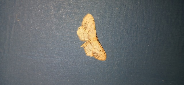 Idaea dimidiata - gyakori apróaraszoló