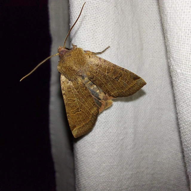 Conistra veronicae - veronika-őszibagoly