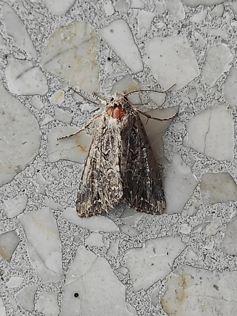 Hadula trifolii - lóherebagoly