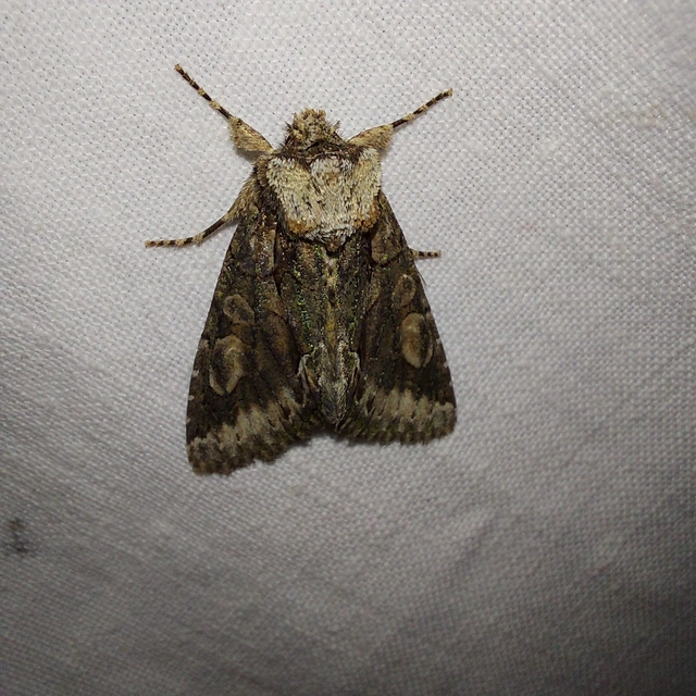Allophyes oxyacanthae - galagonyabagoly