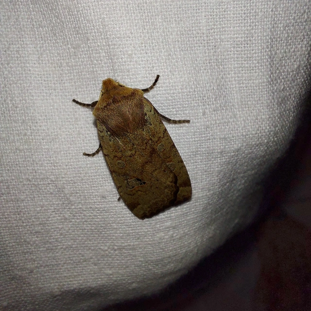 Conistra erythrocephala - vörösfejű őszibagoly