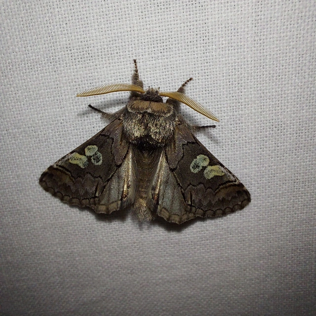 Diloba caeruleocephala - őszi kékesbagoly