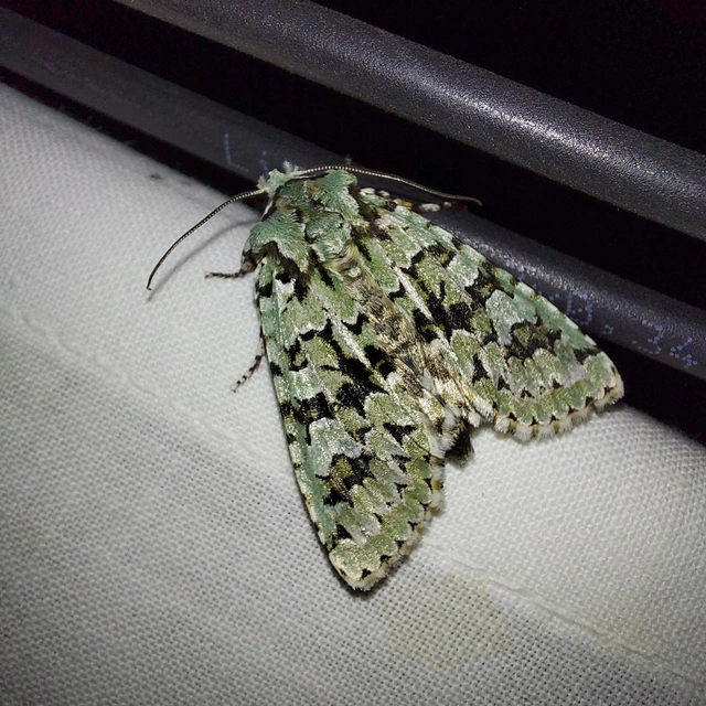 Griposia aprilina - őszi zöldbagoly